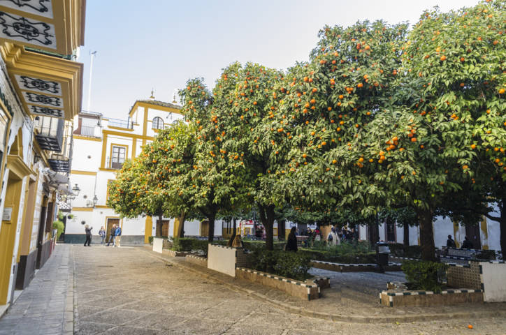 Sevilla 243 - plaza de Santa Cruz.jpg